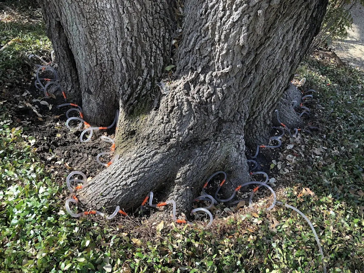 Detailed Tree Cabling and Bracing job site in Westfall